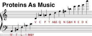 proteins as music